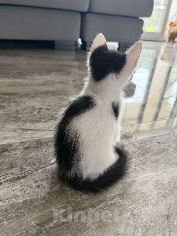 Кошки в других городах Московской области: Котик по кличке пират 🏴‍☠️ 2 месяца.  Мальчик, 100 руб. - фото 6