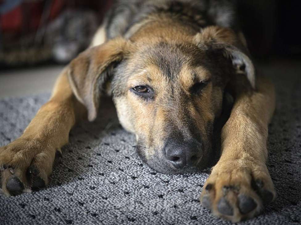 Собаки в Москве: Акио - ласковый малыш в поисках дома Мальчик, Бесплатно - фото 3