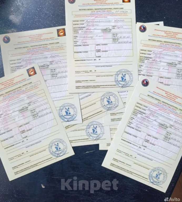 Собаки в Клинцах: Щенки восточно- европейской овчарки Мальчик, 25 000 руб. - фото 2