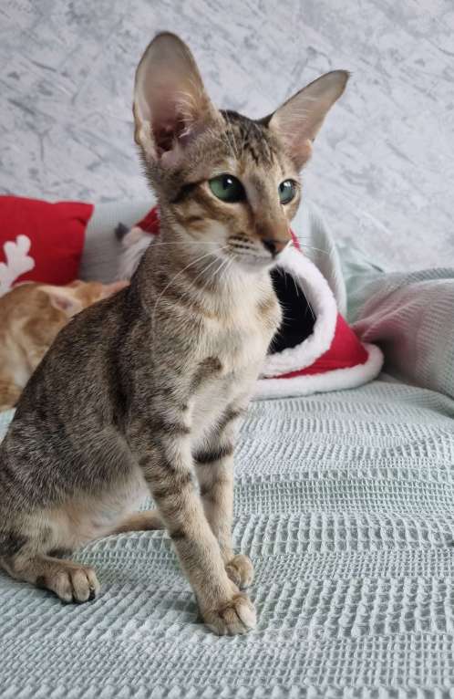 Кошки в Рязани: Ориентальный котенок Девочка, 35 000 руб. - фото 2