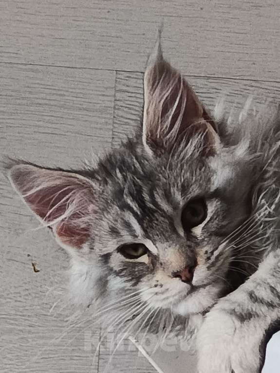 Кошки в других городах Владимирской области: Котята мейн кун Мальчик, 50 000 руб. - фото 4