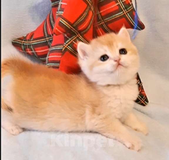 Кошки в Москве: Девочка bsh by12 Девочка, 50 000 руб. - фото 2