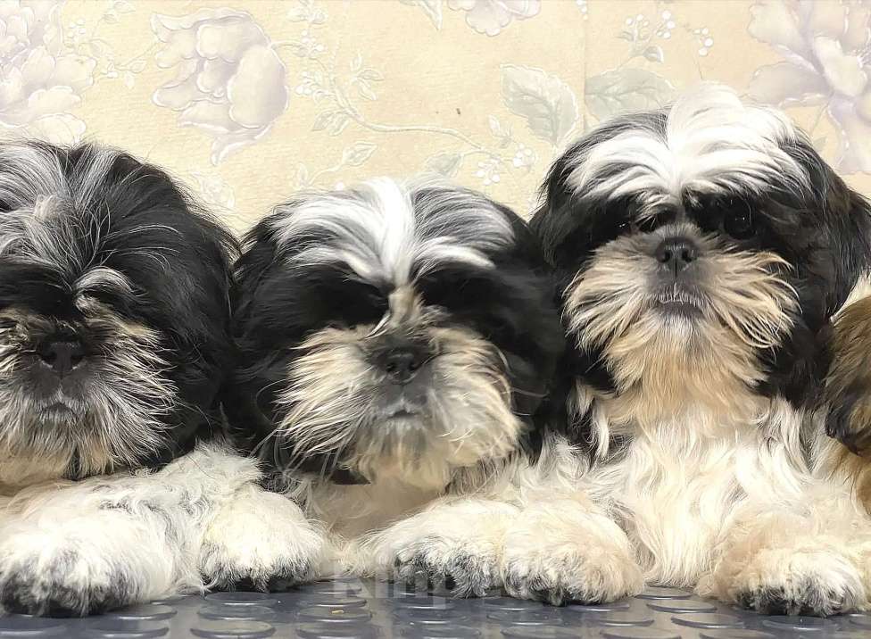 Собаки в Щелкино: Мальчики Ши тцу Мальчик, 50 000 руб. - фото 2
