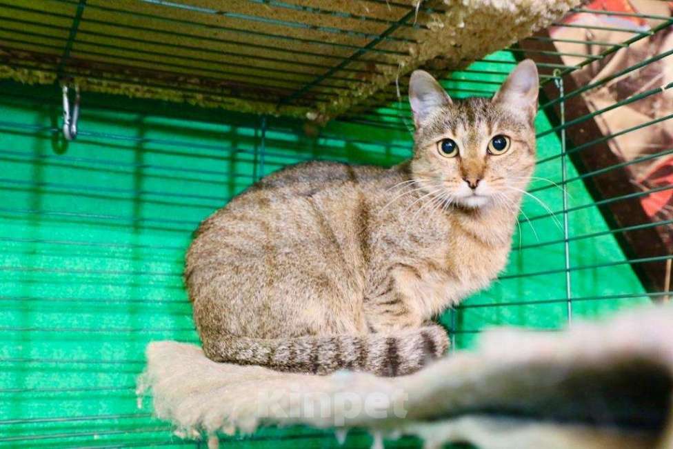 Кошки в Москве: Кошечка Веста - юная полосаточка в дар Девочка, Бесплатно - фото 3