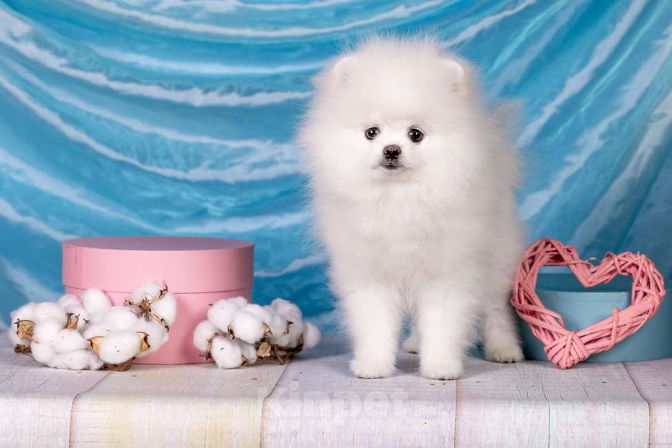 Собаки в Москве: Белый померанский шпиц  Девочка, Бесплатно - фото 3