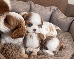 Собаки в Москве:  Кавалер Кинг Чарльз спаниель щенки  Мальчик, 60 000 руб. - фото 4