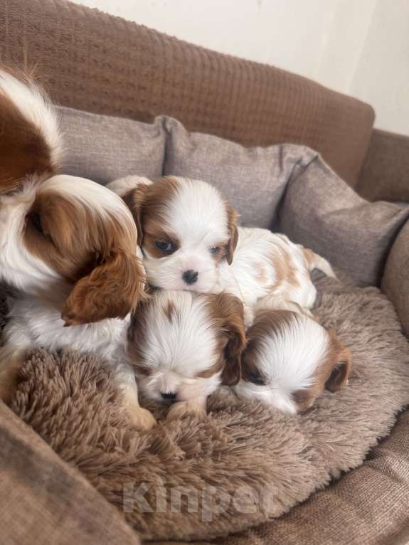 Собаки в Москве:  Кавалер Кинг Чарльз спаниель щенки  Мальчик, 60 000 руб. - фото 4