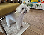 Собаки в Санкт-Петербурге: Мальтипу F1 Девочка, 40 000 руб. - фото 2