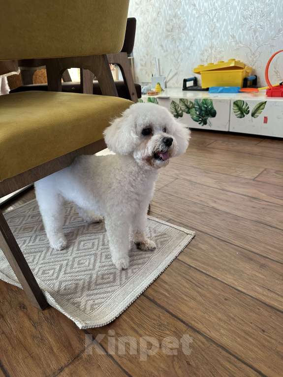 Собаки в Санкт-Петербурге: Мальтипу F1 Девочка, 40 000 руб. - фото 2