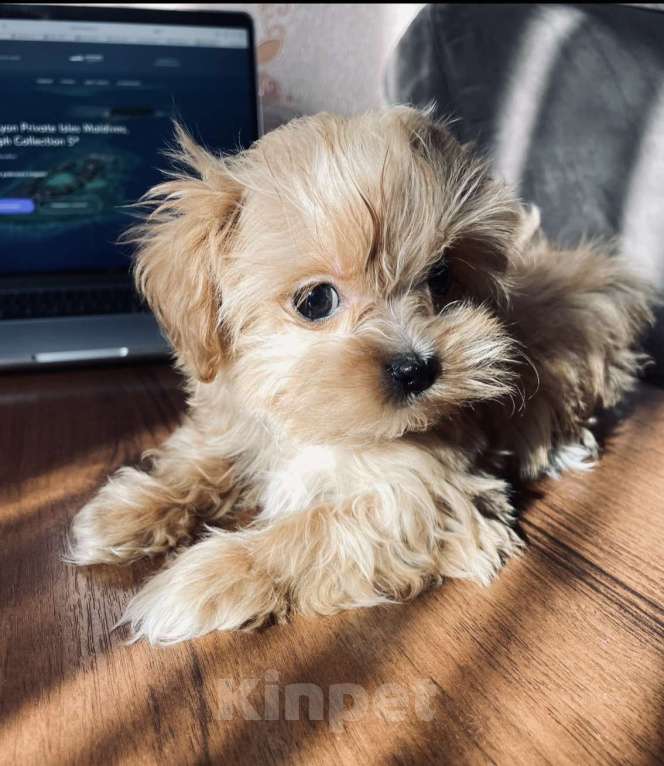 Собаки в Санкт-Петербурге: Мальчик МИКРО МАЛЬТИПУ F 1 Мальчик, 150 000 руб. - фото 6