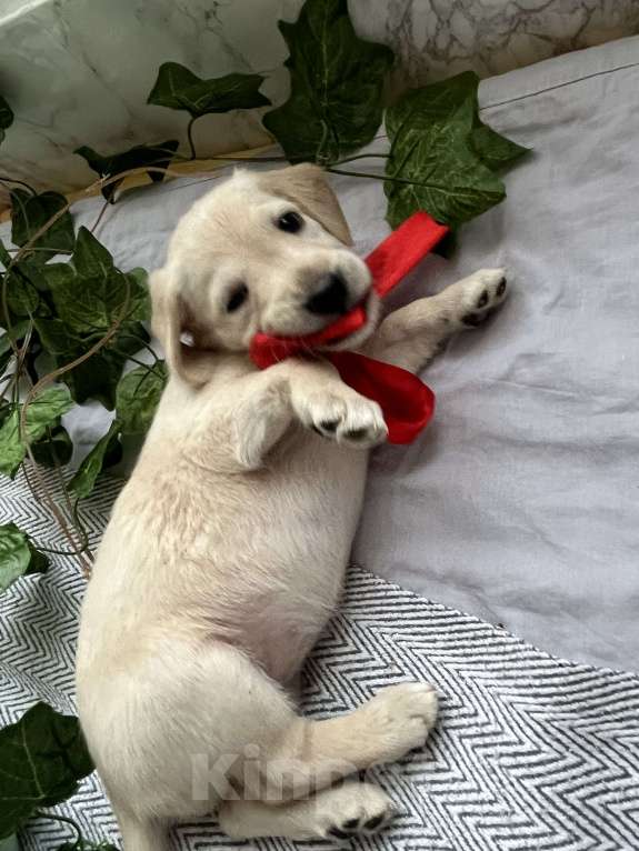 Собаки в Краснодаре: Щенок  Девочка, 3 000 руб. - фото 5