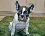Собаки в Москве: Французские бульдоги Девочка, 100 000 руб. - фото 5