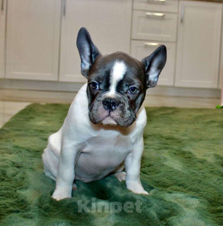 Собаки в Москве: Французские бульдоги Девочка, 100 000 руб. - фото 5