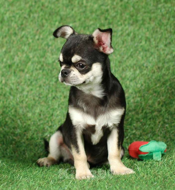 Собаки в Москве: Мальчик чихуахуа Мальчик, 14 000 руб. - фото 2