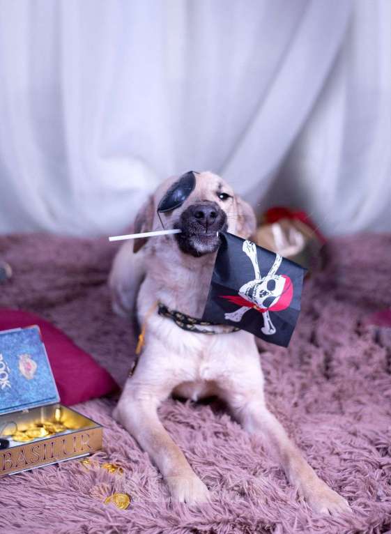 Собаки в других городах Московской области: Мальчик Бруно Мальчик, Бесплатно - фото 10