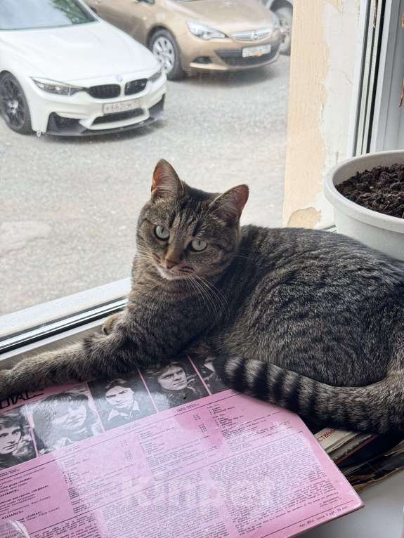 Кошки в Екатеринбурге: Потерялась кошечка ХВОСТИК  Девочка, 10 000 руб. - фото 7