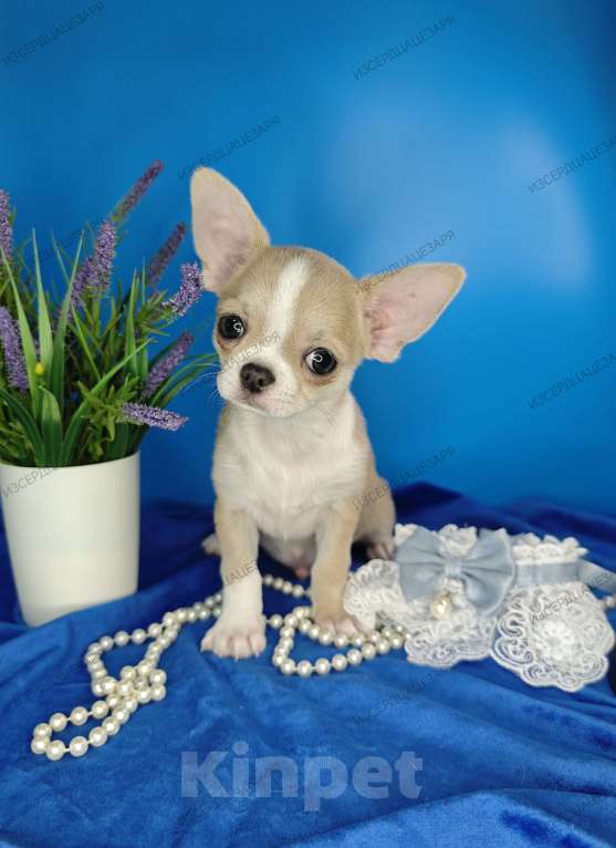 Собаки в Москве: Мальчик спокойного темперамента Мальчик, 25 000 руб. - фото 3