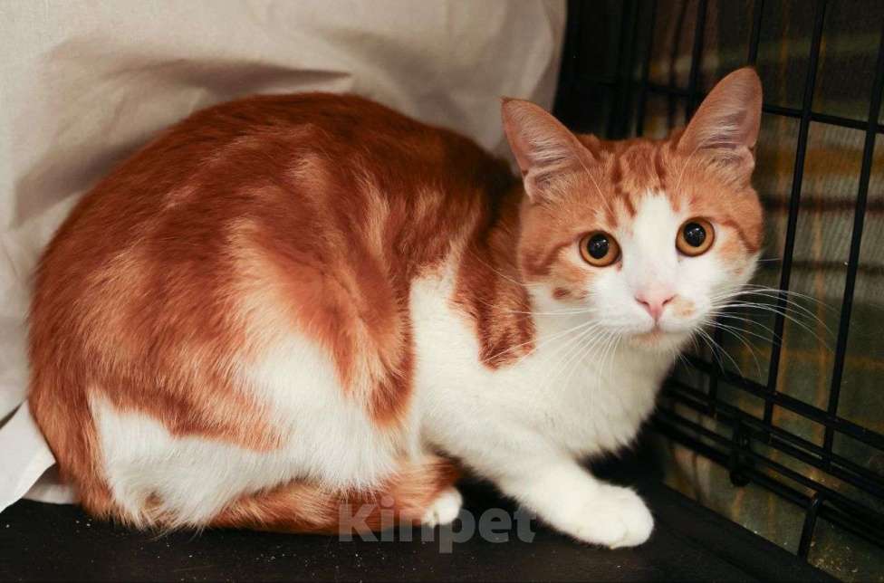 Кошки в Москве: Мраморно-рыжий котенок-подросток в добрые руки Мальчик, Бесплатно - фото 2