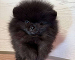 Собаки в Москве: Щенки померанский шпиц, кобель, черный Мальчик, Бесплатно - фото 10