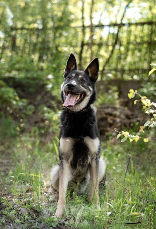 Собаки в Москве: Собака-всех-на-свете-обожака Девочка, Бесплатно - фото 3