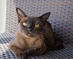 Кошки в Арзамасе: Бурма, 10 руб. - фото 1