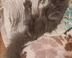 Кошки в Кингисеппе: Маленький белчонок, Бесплатно - фото 3