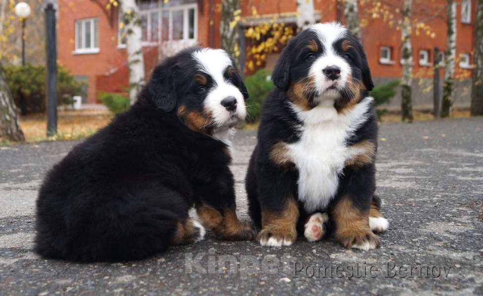 Собаки в Москве: Высокопородные щенки бернского зенненхунда из питомника Мальчик, Бесплатно - фото 4