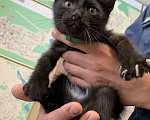 Кошки в Казани: Котенок в добрые руки ☀️ Мальчик, Бесплатно - фото 2