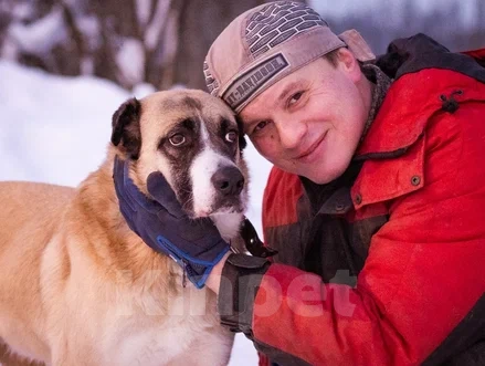 Собаки в Москве: Ханна хочет домой Девочка, Бесплатно - фото 2