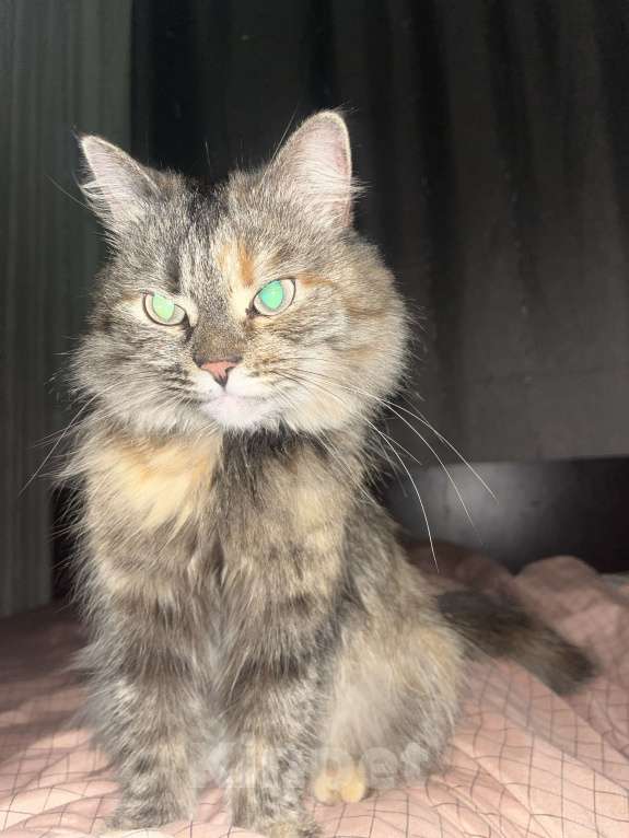 Кошки в Казани: БЫЛА НАЙДЕНА КОШКА  Девочка, Бесплатно - фото 2