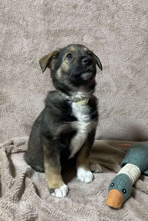 Собаки в Новосибирске: Щенок в добрые руки  Мальчик, 1 руб. - фото 4