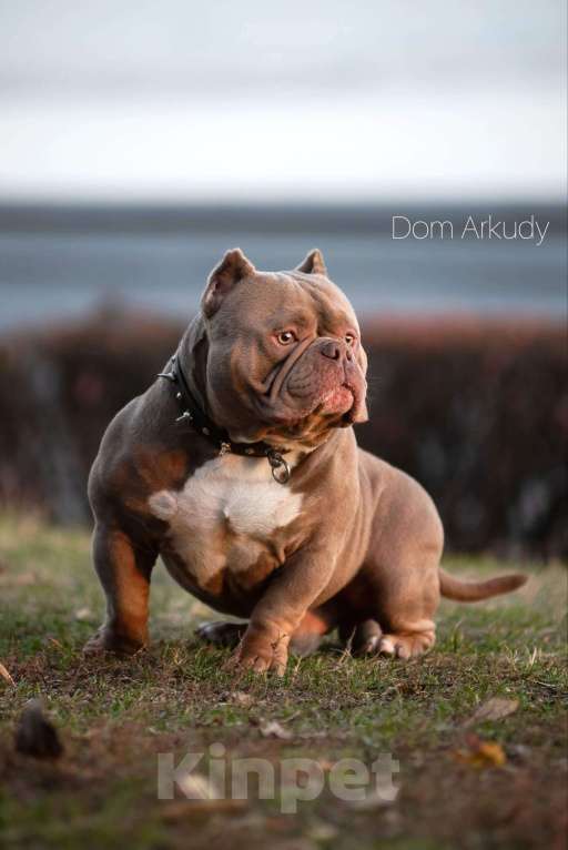 Собаки в Саратове: Борис Мальчик, 100 000 руб. - фото 3