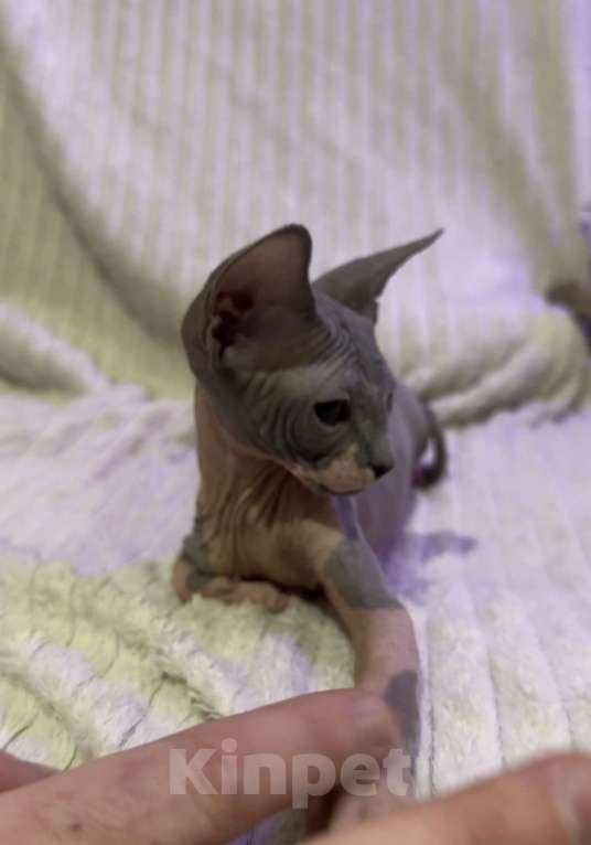 Кошки в других городах Московской области: Канадский сфинкс котенок девочка Девочка, 25 000 руб. - фото 1