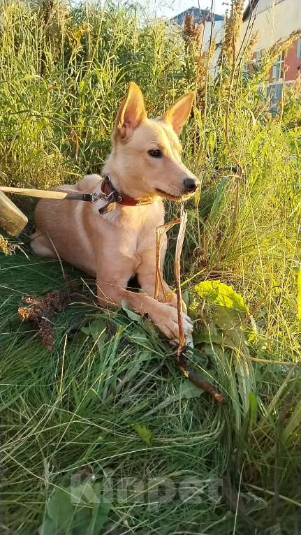 Собаки в Москве: Умка мечтает о семье, возраст 1 годик, идеальная собака  Девочка, Бесплатно - фото 6