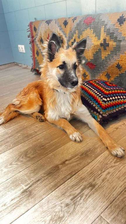 Собаки в Москве: Щенок Микки Мальчик, Бесплатно - фото 5