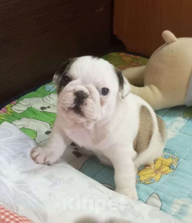 Собаки в Балахне: Три сестрички Девочка, 40 000 руб. - фото 3