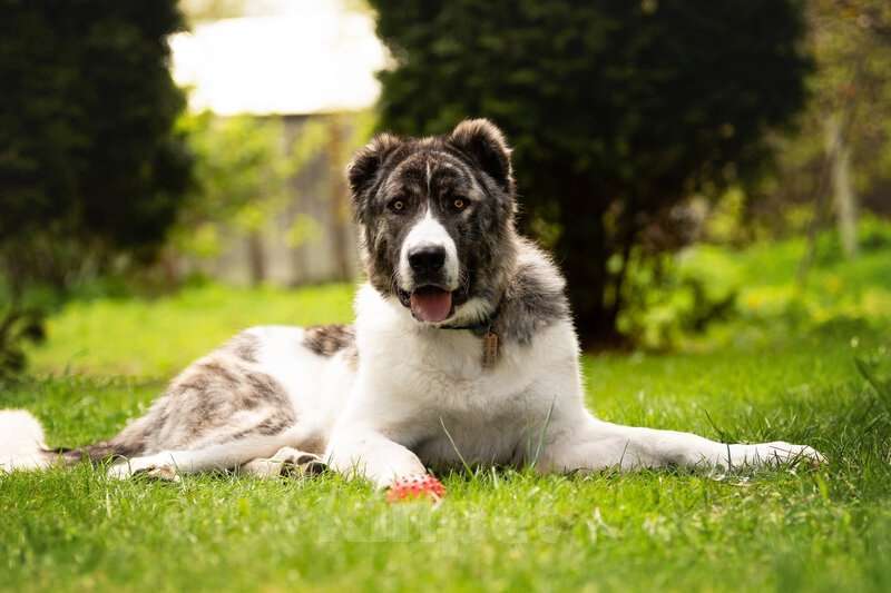 Собаки в Москве: Кавказский волкодав в добрые руки. Мальчик, Бесплатно - фото 4