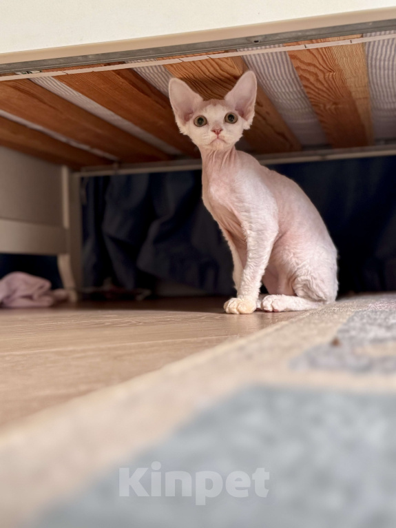 Кошки в Москве: Девочка белая Райян Девочка, 50 000 руб. - фото 4