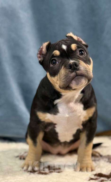 Собаки в Санкт-Петербурге: Продам Девочка, 100 000 руб. - фото 4