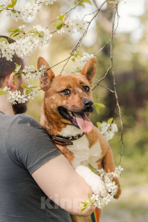 Собаки в других городах Московской области: Арчи солнышко ищет семью Мальчик, Бесплатно - фото 7