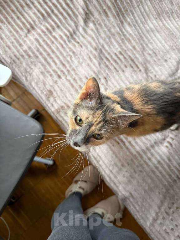 Кошки в Москве: Кошечка ищет любящий дом Девочка, Бесплатно - фото 7