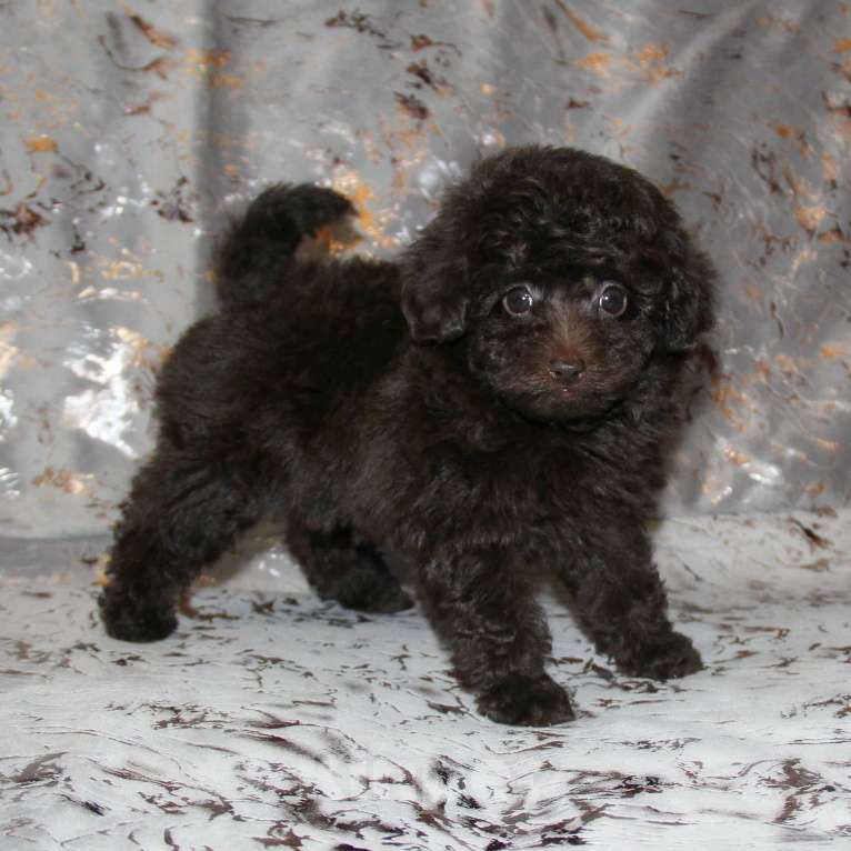 Собаки в Санкт-Петербурге: ❤️ Щенок той-пуделя девочка шоколадная. СПб Девочка, 80 000 руб. - фото 1