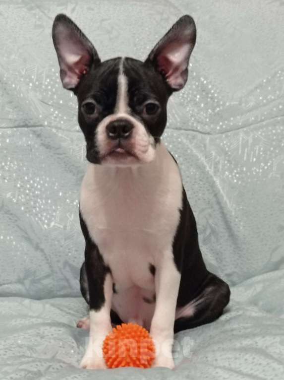Собаки в Новосибирске: Щенок Бостон терьер Мальчик, 50 000 руб. - фото 3
