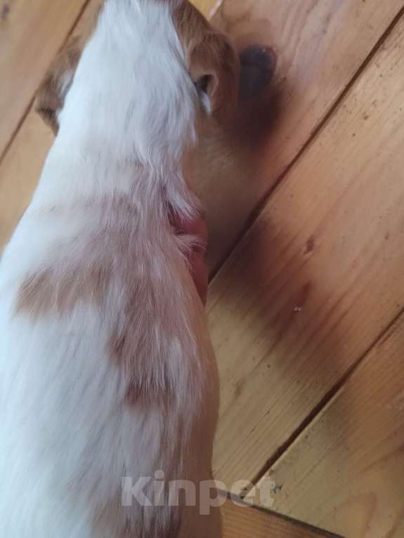 Собаки в Москве: Русский охотничий спаниель Девочка, 35 000 руб. - фото 2