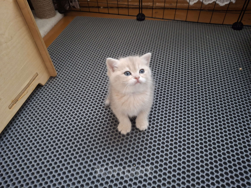 Кошки в Москве: Шотландская кошечка "голубая золотая шиншилла" Девочка, 40 000 руб. - фото 5