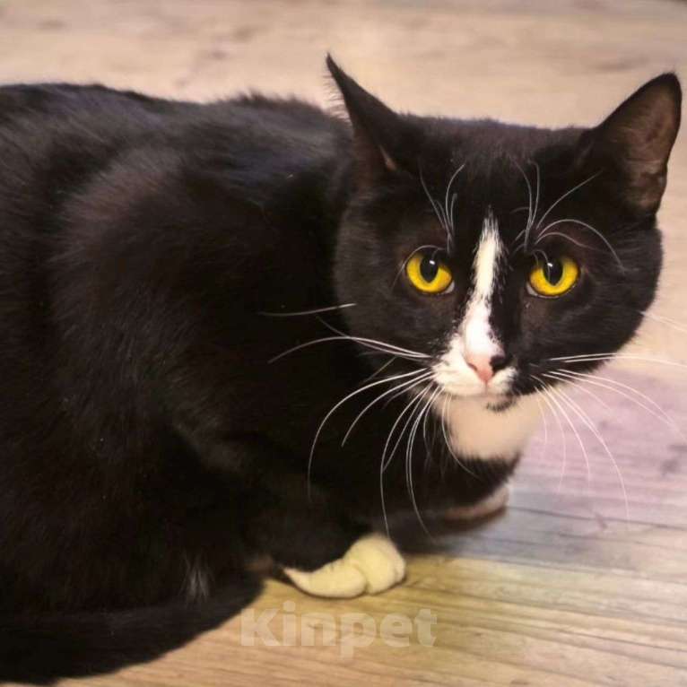 Кошки в Москве: Кошечка Латина грустит одна Девочка, Бесплатно - фото 3