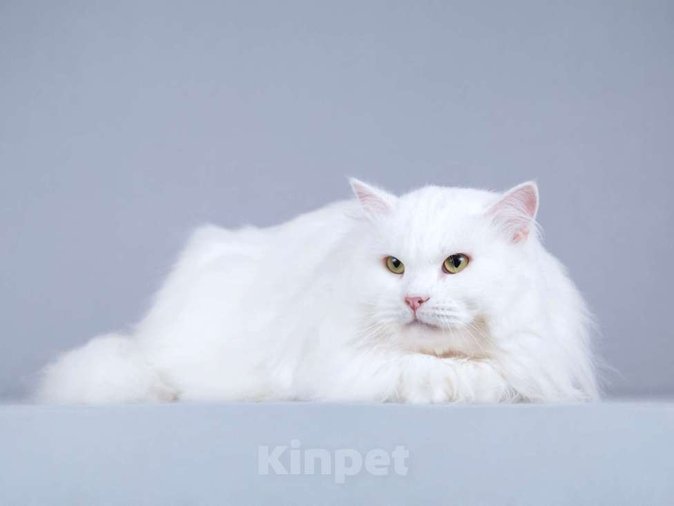 Кошки в Москве: Ласковый ангорский кот Сахарок в добрые руки Мальчик, Бесплатно - фото 5