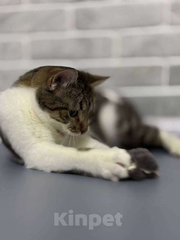 Кошки в Санкт-Петербурге: Ласковый котик Тима Мальчик, Бесплатно - фото 5