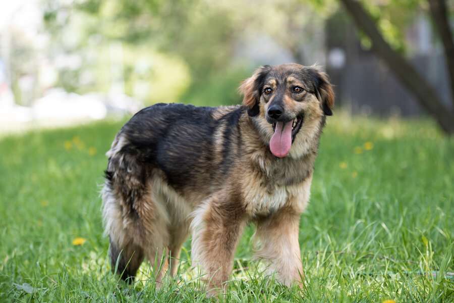 Собаки в Москве: Чудесная собака Мила ищет семью. Девочка, Бесплатно - фото 4