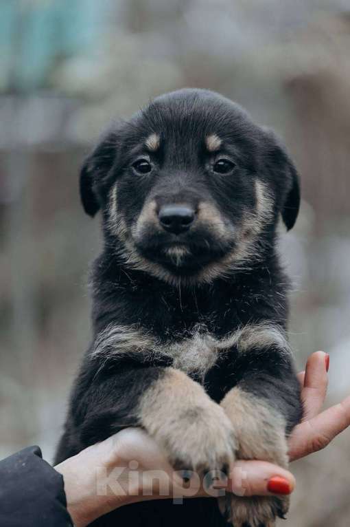 Собаки в Москве: Забава и Софико  Девочка, Бесплатно - фото 6